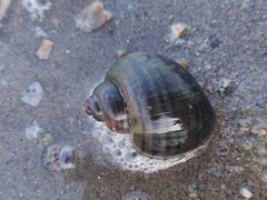 Pomacea canaliculata