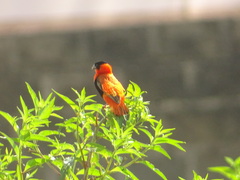 Euplectes franciscanus