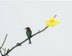 Merops viridis