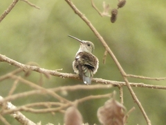 Elliotomyia chionogaster