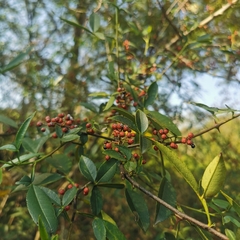 Zanthoxylum armatum
