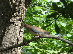 Streptopelia senegalensis