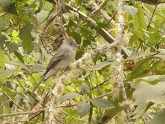 Contopus fumigatus
