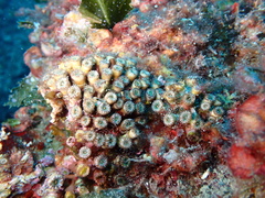 Cladocora caespitosa