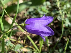 Campanula