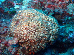 Cladocora caespitosa