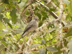 Contopus fumigatus