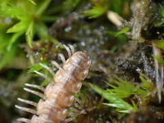 Polydesmus angustus