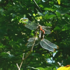 Sympetrum risi