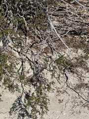 Dipsosaurus dorsalis