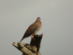 Streptopelia senegalensis