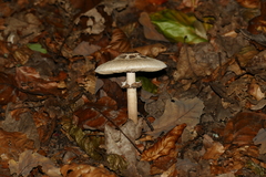 Macrolepiota mastoidea