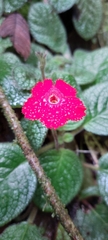 Gesnerieae
