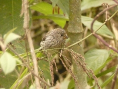 Catamenia analis