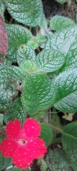 Gesnerieae