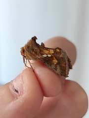 Chrysodeixis chalcites