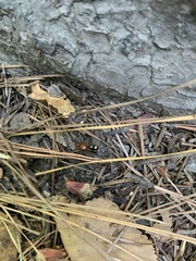 Dasymutilla quadriguttata