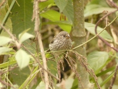 Catamenia analis