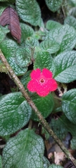 Gesnerieae
