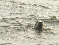 Halichoerus grypus grypus