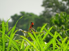 Euplectes franciscanus