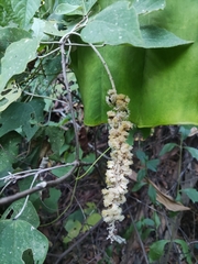 Mallotus apelta