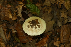 Macrolepiota mastoidea