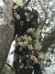 Dendrobium linguiforme