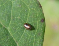 Clastoptera xanthocephala