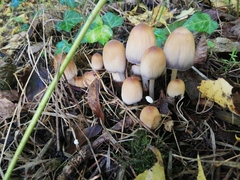 Coprinellus
