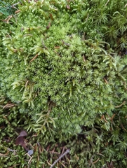 Leucobryum