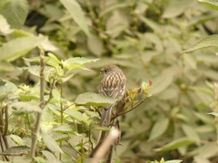 Catamenia analis