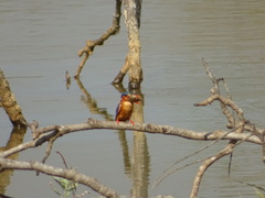 Corythornis cristatus