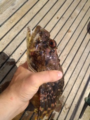 Myoxocephalus scorpius