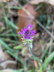 Polygala incarnata