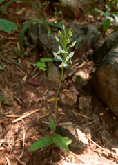 Habenaria malintana