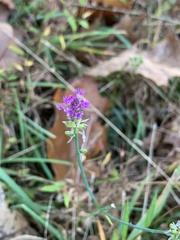 Polygala incarnata