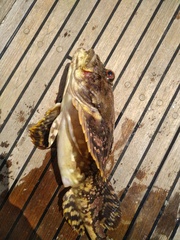 Myoxocephalus scorpius