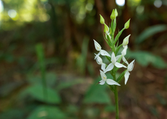 Habenaria malintana