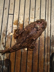 Myoxocephalus scorpius