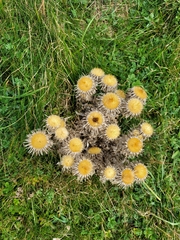 Carlina vulgaris