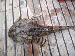 Myoxocephalus octodecemspinosus