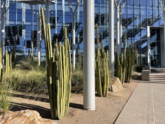 Lophocereus marginatus
