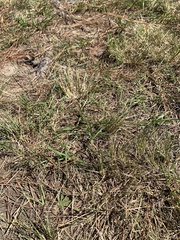 Eragrostis secundiflora