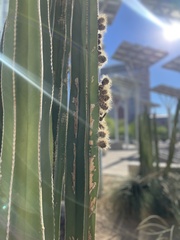Lophocereus marginatus