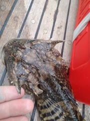 Myoxocephalus octodecemspinosus