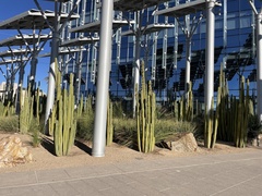 Lophocereus marginatus