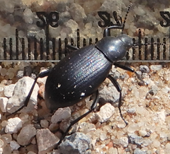 Eleodes carbonaria