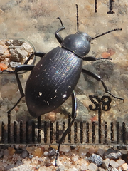 Eleodes carbonaria