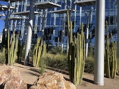 Lophocereus marginatus